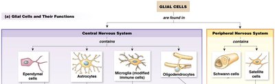 Myelin forming glia