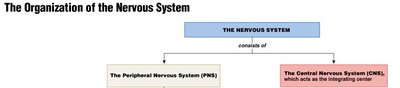 CNS and PNS overview