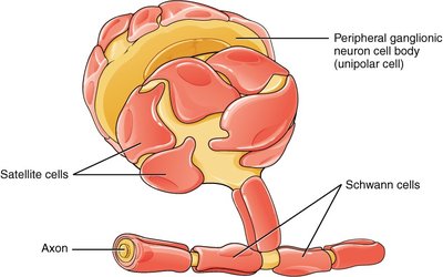 Satellite cells in the PNS