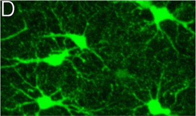 Astrocytes in the CNS