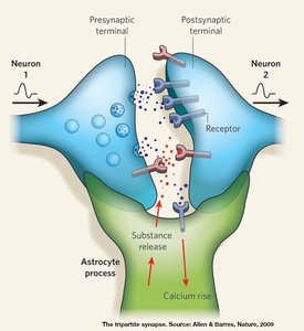 Microglia in the CNS