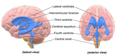 Ependymal cells lining ventricles