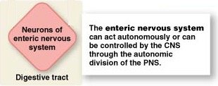 Enteric nervous system