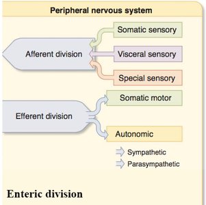 Peripheral nervous system divisions