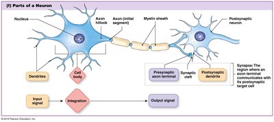 Parts of a neuron