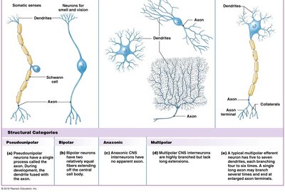 Structural categories of neurons