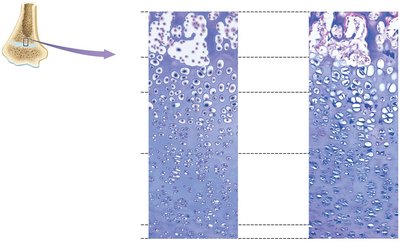 Zones of the epiphyseal plate