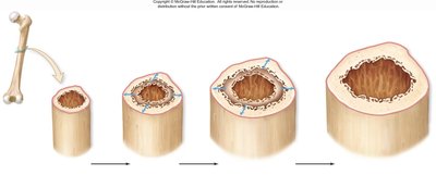 Appositional growth of bone
