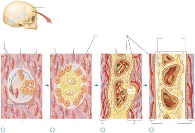 Intramembranous ossification process