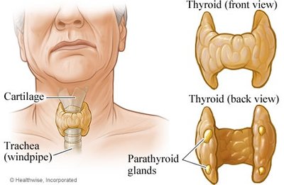 Hormonal regulation of blood calcium levels