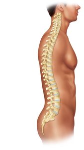 Normal vertebral column curvatures