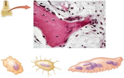 Bone cells: osteoblast, osteocyte, osteoclast