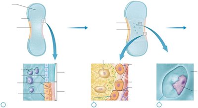 Endochondral ossification process