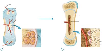 Development of primary and secondary ossification centers