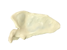 Anatomy & Physiology Upper Limb Study Guide for Exams | Notes
