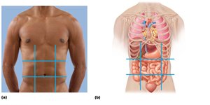 Nine abdominopelvic regions