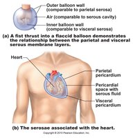 Serous membranes of thoracic and abdominal cavities