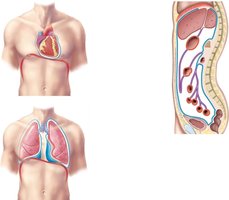 Serous membranes: pericardium, pleura, peritoneum