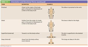 Table of proximal, distal, superficial, and deep terms