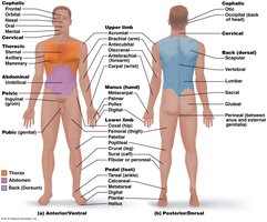 Regional body terms, anterior and posterior views