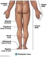 Posterior anatomical landmarks lower body