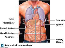 Anatomical relationships of quadrants and regions to organs