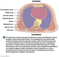 Transverse section of thoracic cavity