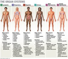 The organ systems: lymphatic, respiratory, digestive, urinary, male and female reproductive