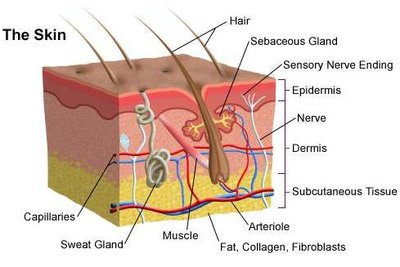 Cross-section of the skin showing layers and structures