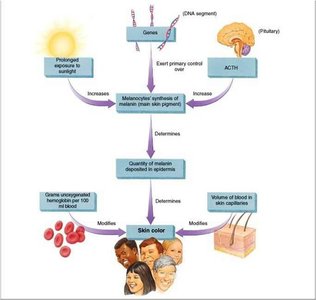 Factors influencing skin color