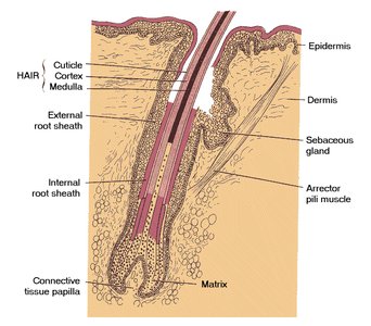 Anatomy of a hair follicle