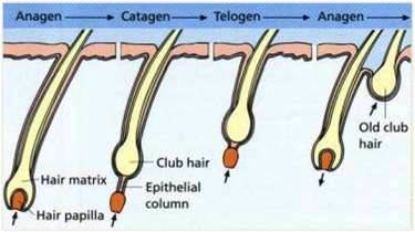 Hair growth cycle: anagen, catagen, telogen