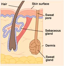 Location of ceruminous glands in the ear