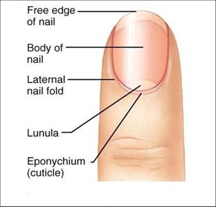 Cross-section of the nail showing root, matrix, and bed