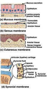 Types of body membranes: mucous, serous, cutaneous, synovial