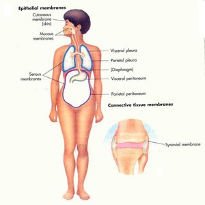 Locations of epithelial and connective tissue membranes in the body
