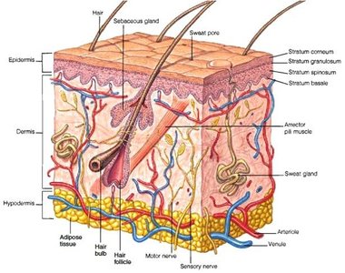Cross-section of skin showing epidermal and dermal layers