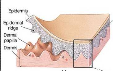 Papillary and reticular layers of the dermis