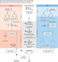 Comparison of meiosis in male and female gametogenesis