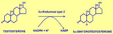 Conversion of testosterone to DHT by 5α-reductase