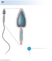 Structure of a spermatozoan