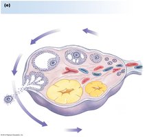 Stages of follicular development in the ovary