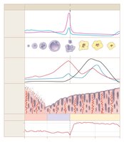 Hormonal and structural changes during the menstrual cycle