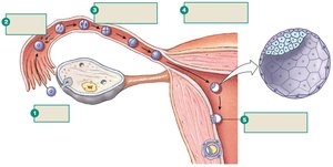 Stages from ovulation to implantation