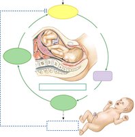 Positive feedback loop in labor and delivery
