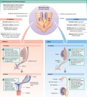 Diagram of internal genitalia development in male and female