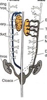 Developmental pathways of Wolffian and Müllerian ducts