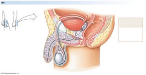 Anatomy of the human male reproductive system
