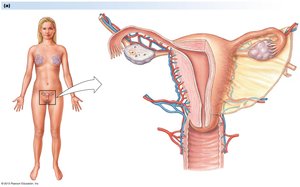Anatomy of the human female reproductive system