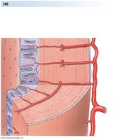 Structure of the uterine wall